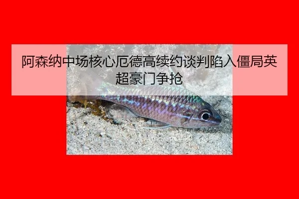 a-sen-na-zhong-chang-he-xin-e-de-gao-xu-yue-tan-pan-xian-ru-jiang-ju-ying-chao-hao-men-zheng-qiang-2-232.jpg